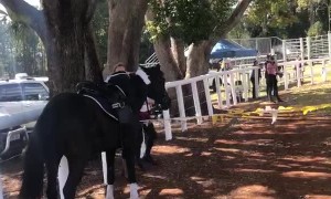 Show Jump Save After Being Knocked out of the Saddle