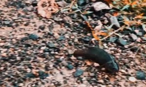 Fish Walking to a Fresh Water Source