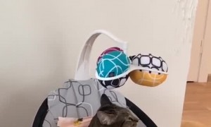 Relaxed Kitty Sleeps in Baby Rocker