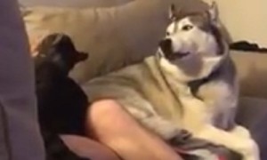 Totally jealous husky throws tantrum when owner pets the cat