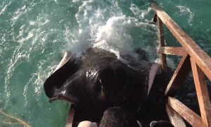Huge stingray amazingly jumps onto ramp to get food from human