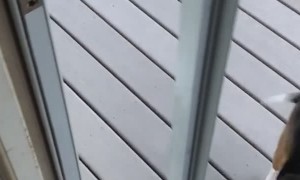 Dog Confused by Missing Glass Door