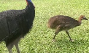 Cassowaries Visit Queensland Family in Quarantine