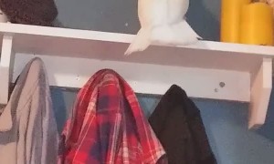 Bird Decides Shelf Is Better Empty