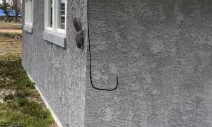 Speedy Squirrel Escapes From Charging Kitty