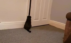 Feisty Feline Waves Hello to Human