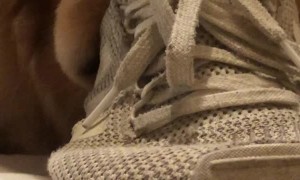 Doggy Shows off Its Own Style of Face Mask