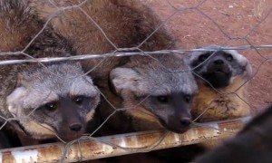 7 Bat Eared Foxes Growling at our Dog