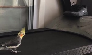 Cheddar the Running Cockatiel