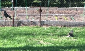 Mother Squirrel Rescues Baby from Raven