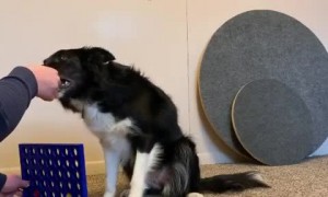 Watch this dog play Connect 4 with owner during quarantine