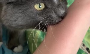 Cat Likes the Taste of Owner