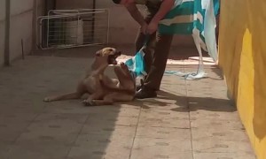 Thankful Doggy Cuddles Cop After Rescue