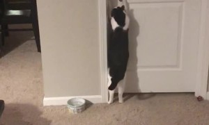 Closed Door Can't Stop Cat