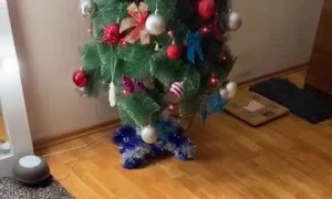 Cat Stunned by Chihuahua Energy