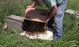 Where is the Queen Bee in a Swarm?