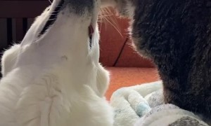 Cat Grooming Doggo Best Friend