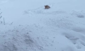 Cat Isn't a Fan of First Snow