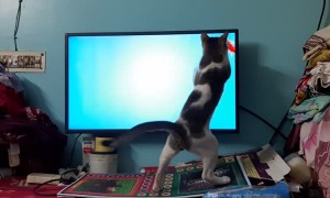 Kitty Tries to Catch Fish During Quarantine