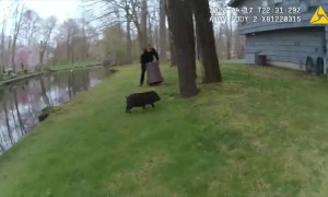 Police hilariously try to capture escaped pig wandering the neighborhood