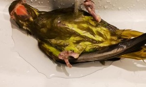 Parrot Enjoys a Shower