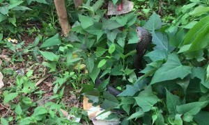 Two Brave Dogs Stare Down a Cobra