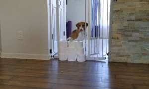 Lieutenant Dan the Two-Legged Dog Jumps Over TP