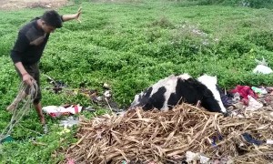 Sinking Cow Rescued from Marsh