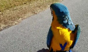 Harlequin Macaw Enjoys a Lovely Bike Ride