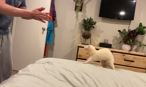 Happy Rescue Ferret Leaps into Owner's Arms