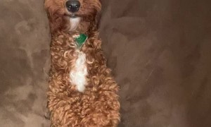 Doggy Hides in Sofa Cushions