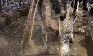 Cow Needs a Little Pepto