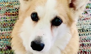 Dandy Will Only Eat Sliced Strawberries