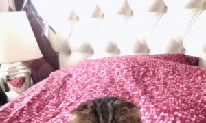 Kitty is Mesmerized by Its Own Tail