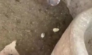 Fresh Chicken Nugget