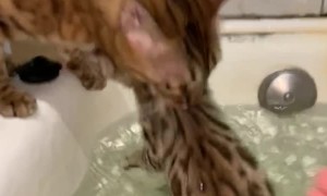 Kitty Rescues Kitten From Bathtub
