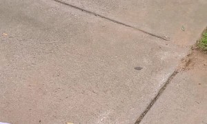 Birthday Boy Surprised with Quarantine Zoo