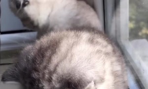 Hid quietly behind a basket but Ricky our ranger quickly found her