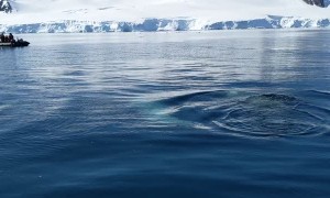 Orcas Pay Personal Visit with A Zodiac in Antarctica