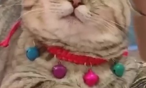 Relaxed Kitty Enjoys a Head Massage