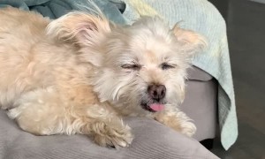 Staring Can't Keep Sleepy Dog Awake