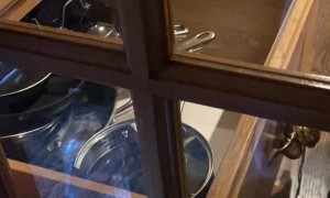 Doggy Locks Door With Open Drawer