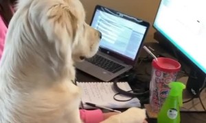Golden Retriever makes working from home adorably difficult