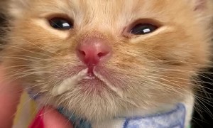 Very Young Kitten Sleepy After Milk