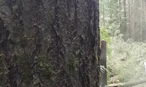 Cutting Down a Big Tree, Solo
