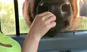Hand Feeding a Buffalo