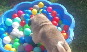 Pug Playtime in Lockdown