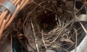 Lady Discovers a Bird Nested in her Bike Basket