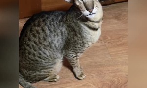 Oriental Shorthair Cat has a Funny Meow