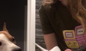 Doggo Wants His Teeth Brushed Too